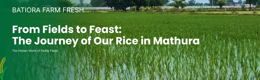 From Fields to Feast: The Journey of Our Rice in Mathura 🌾