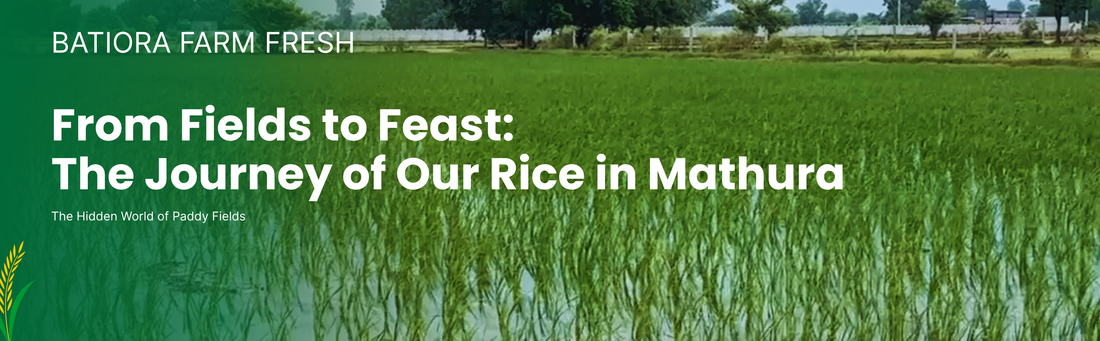 From Fields to Feast: The Journey of Our Rice in Mathura 🌾